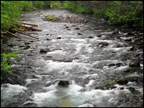 west cascades river graphic